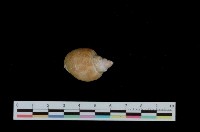 藏品(波部鳳螺)的圖片